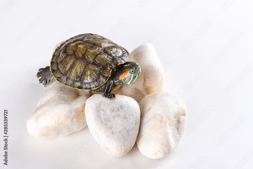 Studio shot of a little red-eared turtle sitting on white stones Studio shot of a little red-eared turtle sitting on white stones