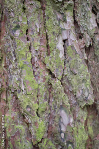 Fototapeta Naklejka Na Ścianę i Meble -  Bark of a coniferous tree