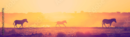 Zebra Family Sunset