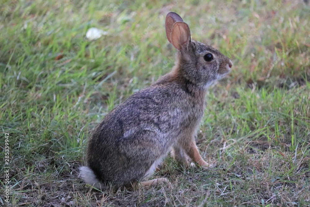 Fototapeta premium Bunny in the grass