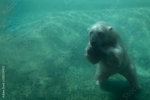 Cute Polar Bear Underwater Diving off Bottom