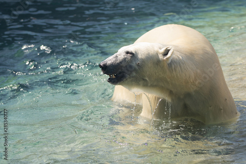 Cute Polar Bear Wet in Water Looking Left Teeth