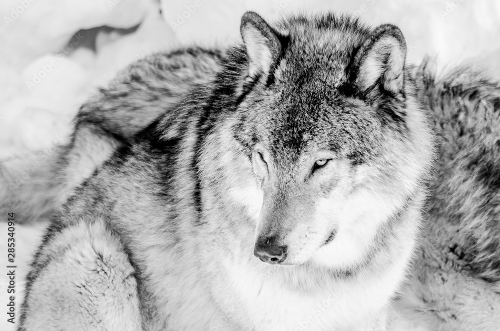 Fototapeta premium Loup gris