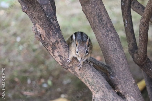 Chipmunk in a bush