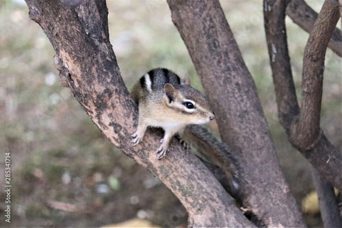 Chipmunk in a bush