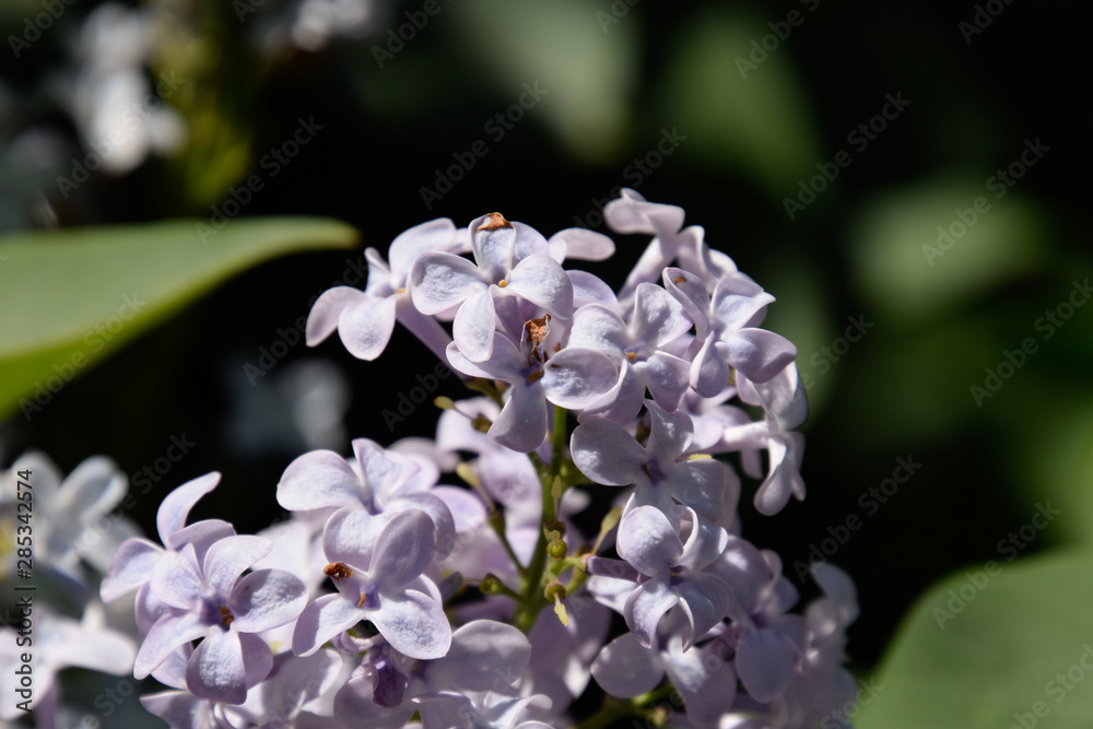 Beautiful purple lilac flowers outdoors.