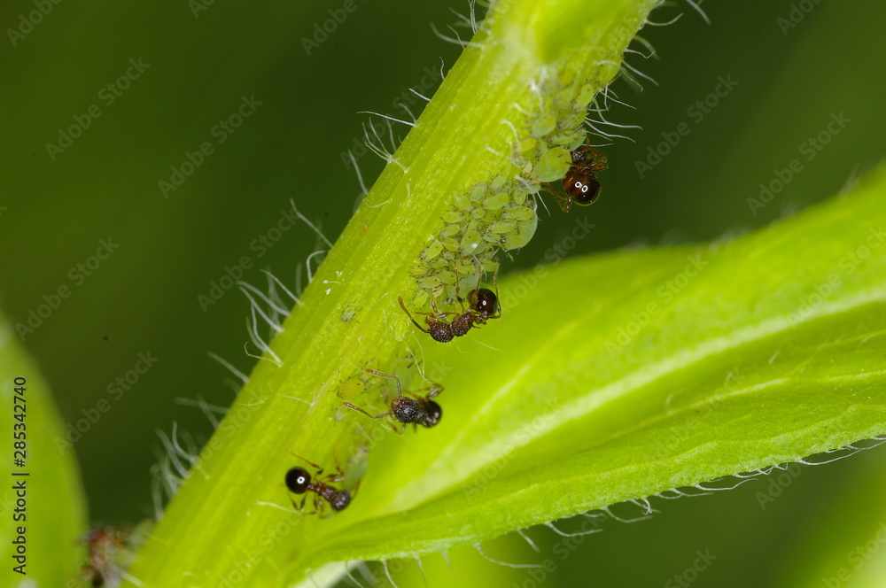 Fototapeta premium 진딧물. 해충. 농약. 방제. 정원.