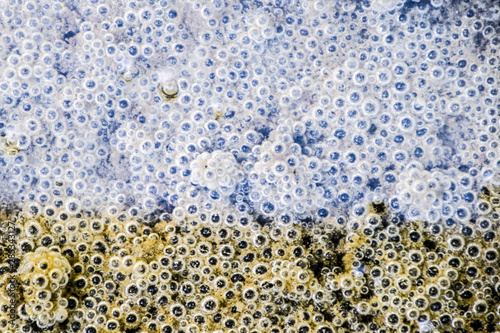 Bubbles of air in mud and silt under water. Background of bubbles, surface texture.