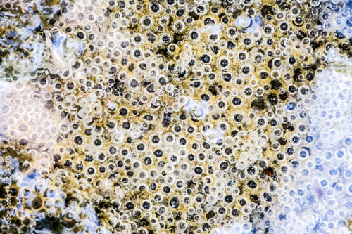 Bubbles of air in mud and silt under water. Background of bubbles, surface texture.