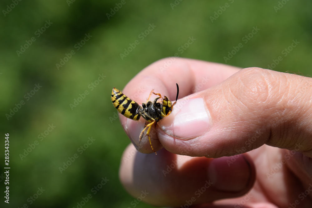 Common wasp on pinched fingers