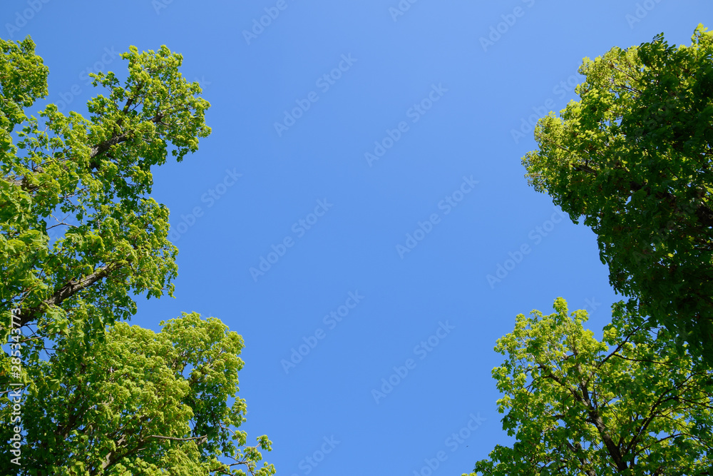 Alley of horse chestnuts against the blue sky. Green trees in th Alley of horse chestnuts against the blue sky. Green trees in th