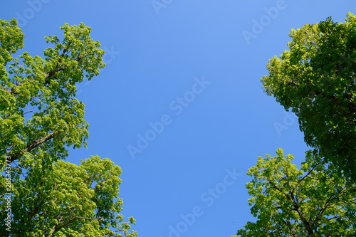 Alley of horse chestnuts against the blue sky. Green trees in th