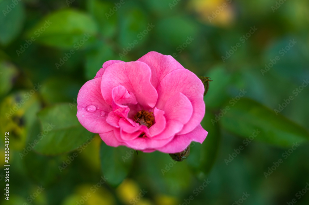 Pink fresh beautiful roses, close-up image Pink fresh beautiful roses, close-up image