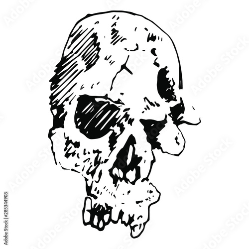 Hand drawn ink sketch of human skul. Ancient bones. Australopithecus. Black and white silhouette.