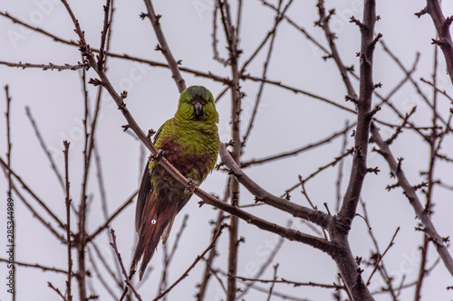 Colorful green Austral Parakeet perched on tree top branch photo
