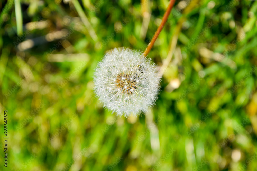 Ripened dandelion seeds. Fluffy dandelion. Dandelion in the meadow. Ripened dandelion seeds. Fluffy dandelion. Dandelion in the meadow.