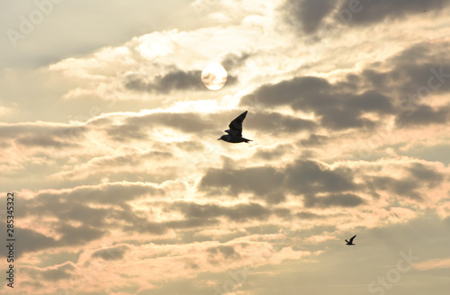 Seagulls flying cloudy sky at sunset.