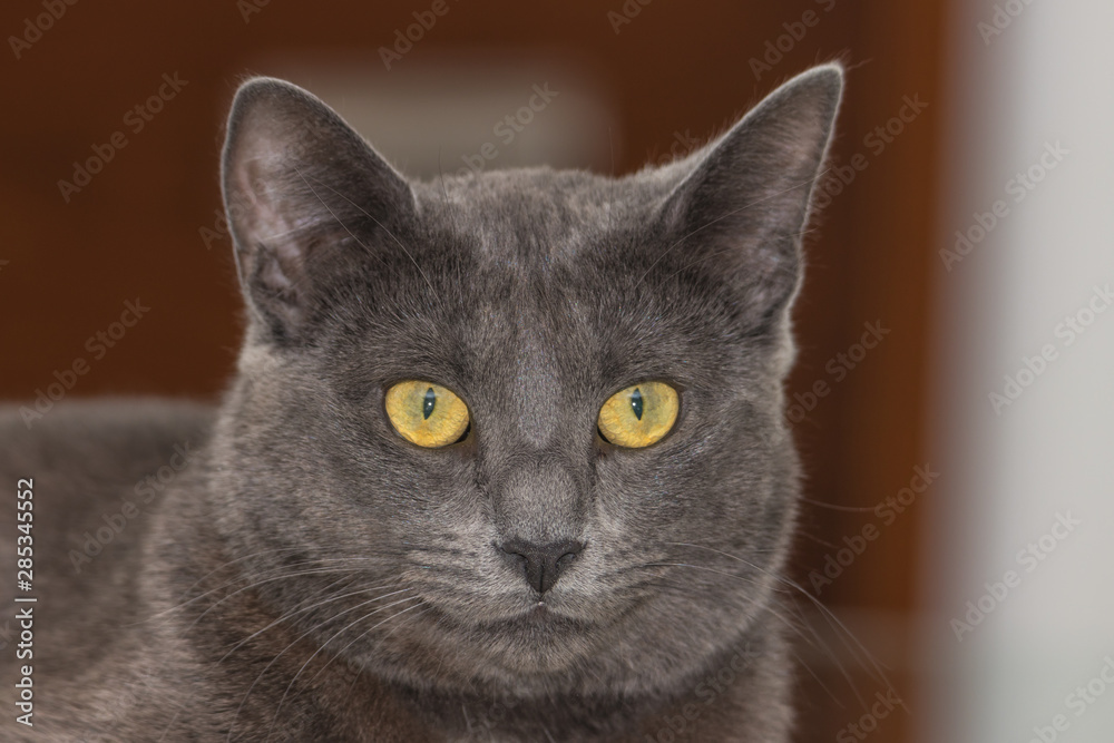 Beautiful Chartreux breed cat