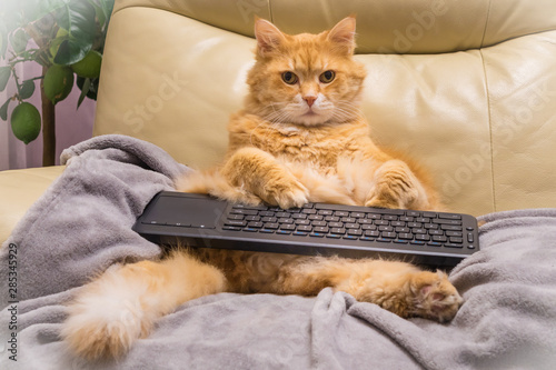 Cat surfing on internet