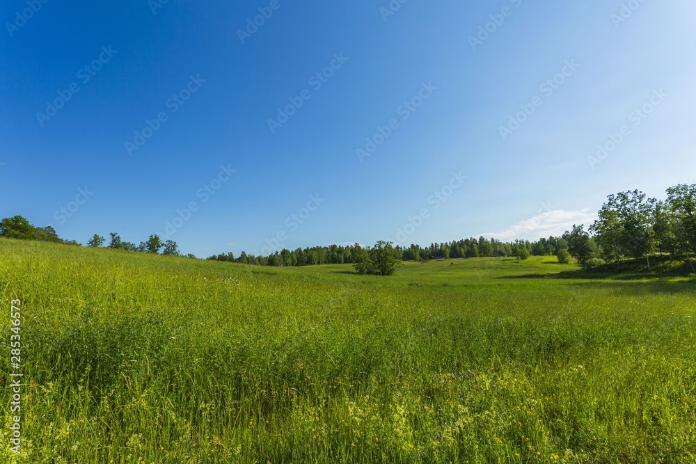 Fototapeta premium Wspaniały widok na krajobraz przyrody. Zielona trawa kołysząca się na wietrze. Pole zielona trawa na tle niebieskiego nieba.