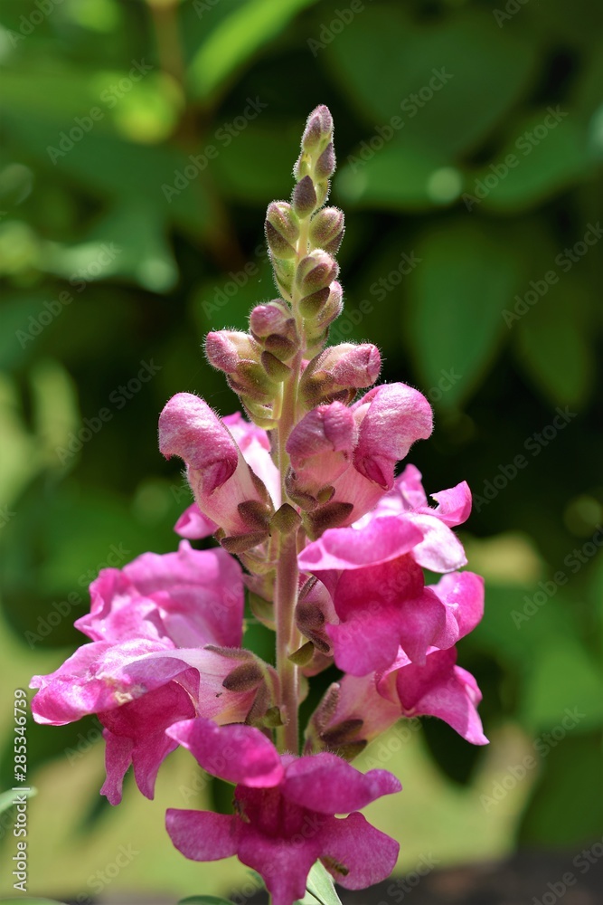 Obraz premium pink flower