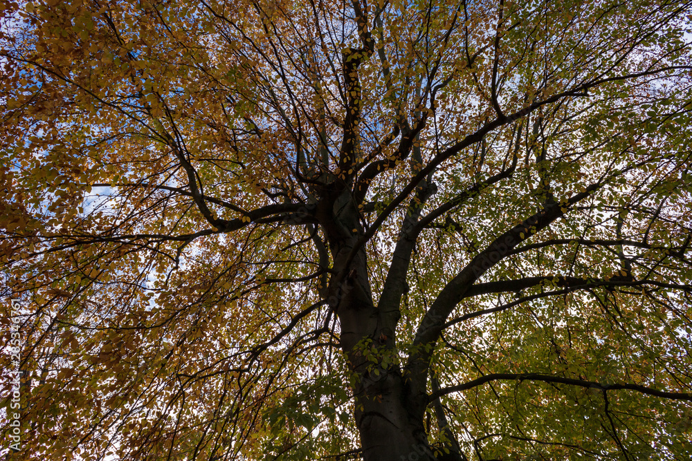 yellow tree top in autumn, low angle view and full frame yellow tree top in autumn, low angle view and full frame
