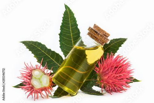 Castor oil plant on white background