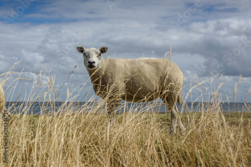Texel sheep posing at the dikes of Texel