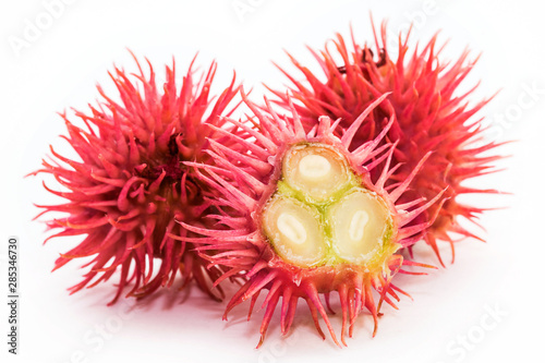 Castor oil plant on white background