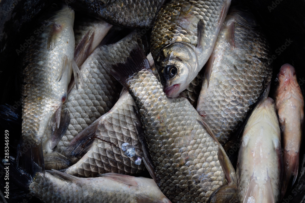 River fish macro photo. Fish catch. Carp and carp. Weed fish. River fish macro photo. Fish catch. Carp and carp. Weed fish.
