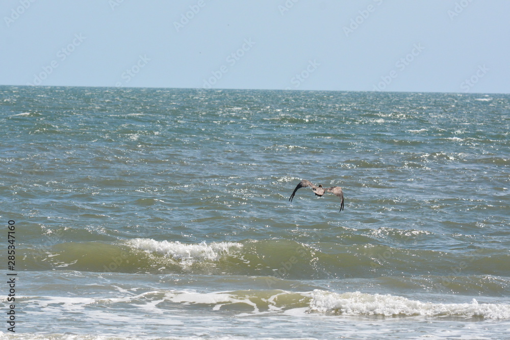 Birds of a Feather Pelicans hunting Birds of a Feather Pelicans hunting