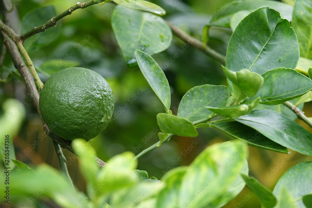 Green lime on a tree branch. Fresh green lemon. Close-up