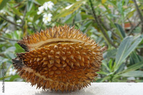 Ripe durian fruit with cracked spiky skin on a green blurred garden background. Close-up