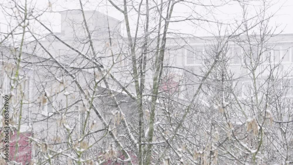 Blizzard. Falling snow on the trees in a winter day. Windy weather. City winter background Blizzard. Falling snow on the trees in a winter day. Windy weather. City winter background