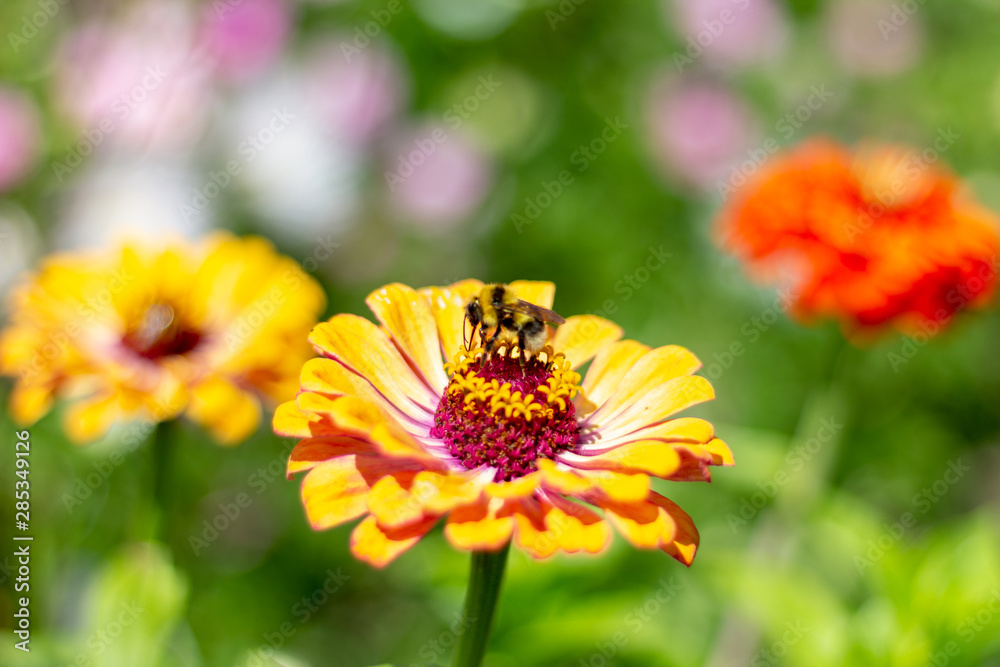 Bee polinizing a flower. Bee on a yellow zinnia Bee polinizing a flower. Bee on a yellow zinnia