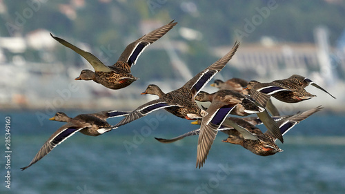 Flying Mallards Flock Mugardos Galicia Spain