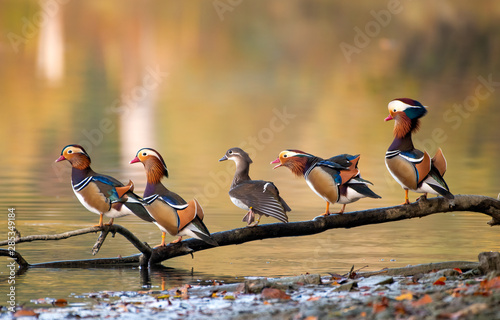 Mandarin Ducks on a branch (4 male and 1 female)