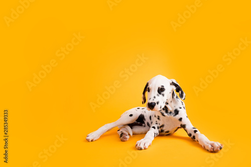 Dalmatian Puppy on Yellow Isolated Background