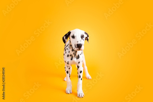 Dalmatian Puppy on Yellow Isolated Background