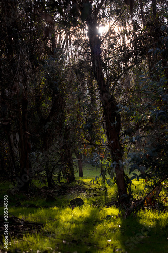 Bosque