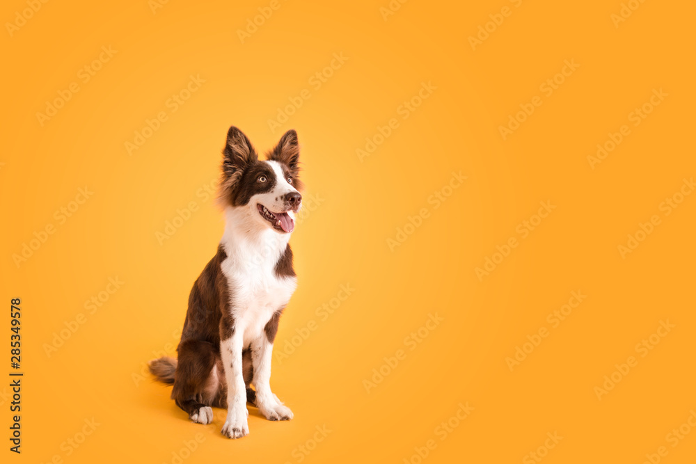 Border Collie Dog on Isolated Yellow Colored Background - obrazy, fototapety, plakaty 