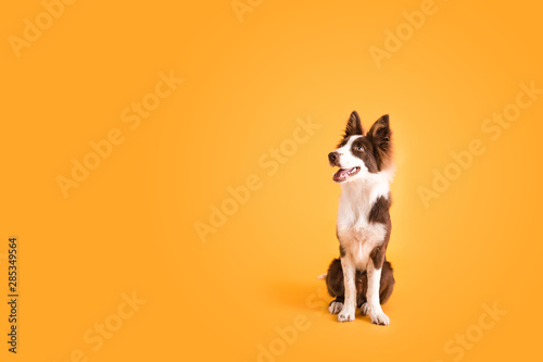 Foto Border Collie Dog on Isolated Yellow Colored Background