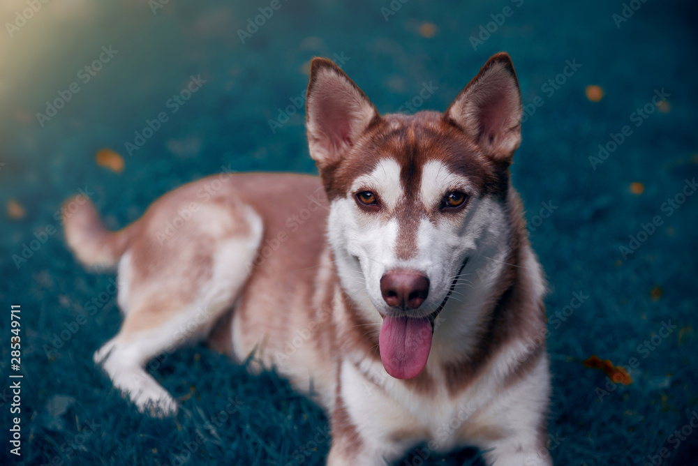 Smiling husky puppy on grass