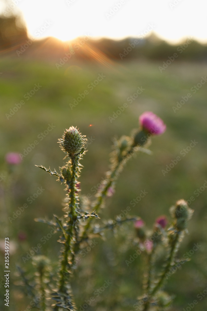 Thistle bushes in the meadow at sunset, close-up Thistle bushes in the meadow at sunset, close-up