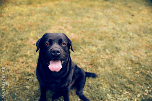 Smiling Labrador dog on grass