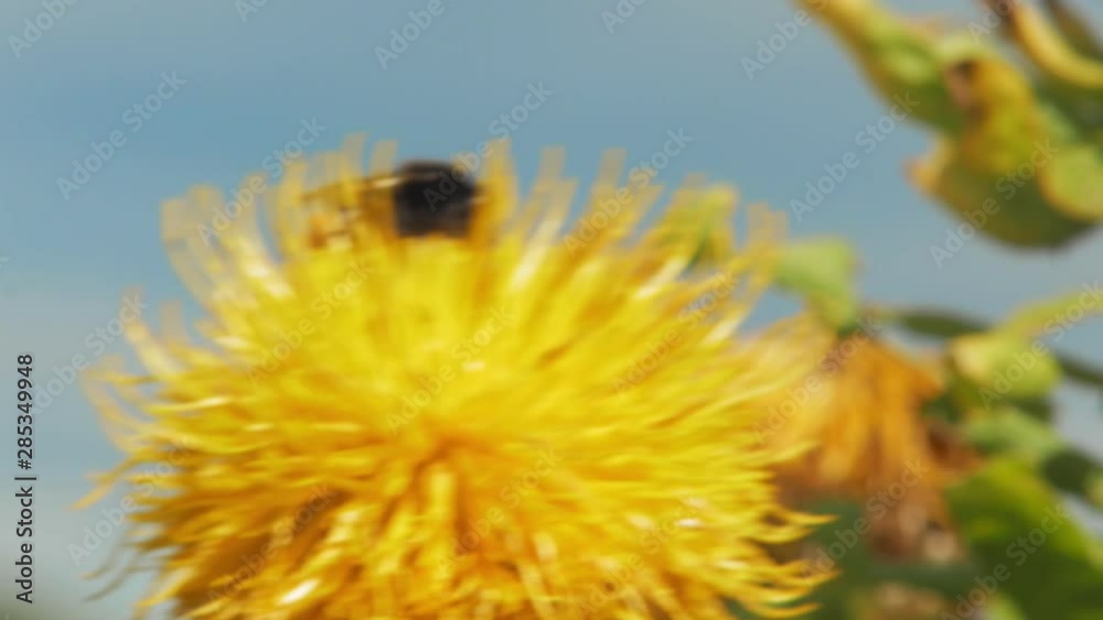 A close-up shot of a bumble bee collecting nectar on a yellow dandelion flower before flying away. A close-up shot of a bumble bee collecting nectar on a yellow dandelion flower before flying away.