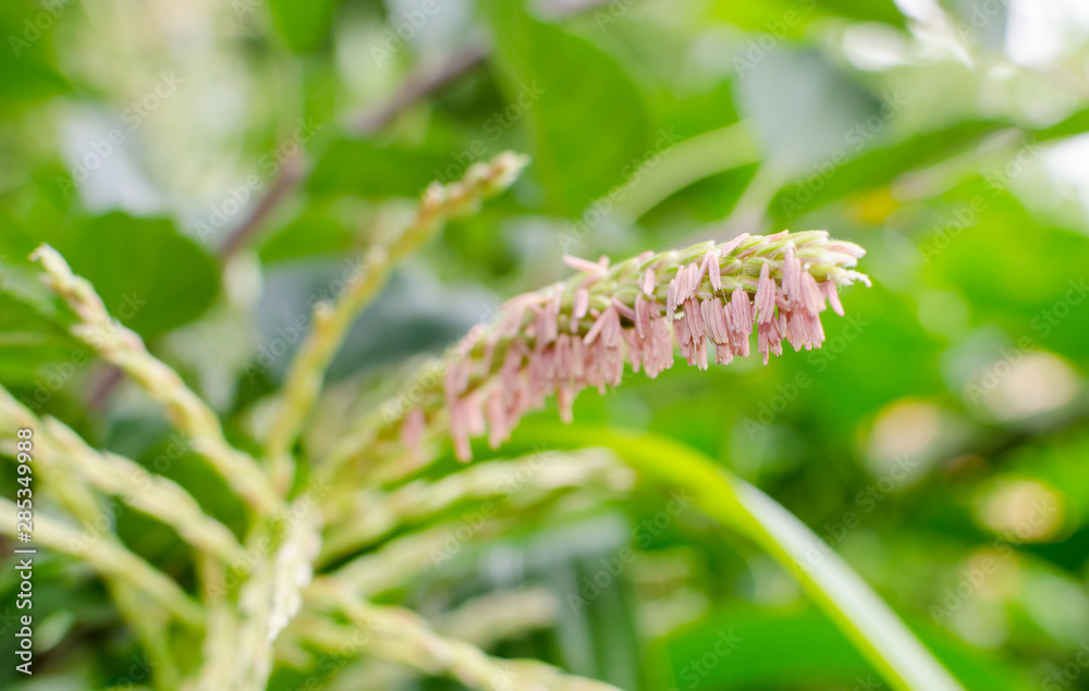 Corn plant flowering pink (male).  Close up. Selective focus.