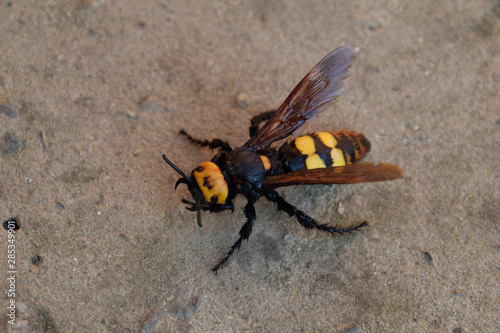 Megascolia maculata. The mammoth wasp. photo