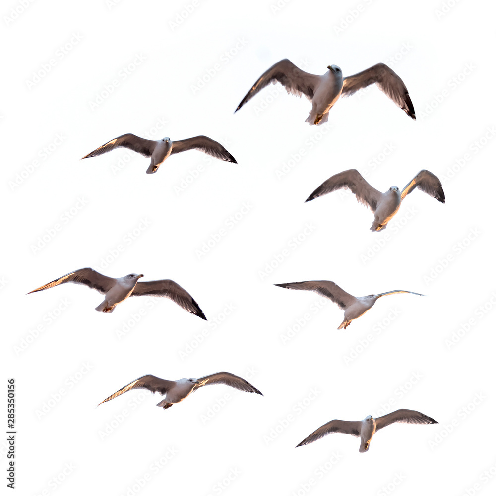Fototapeta premium Flying Seagulls (isolated)