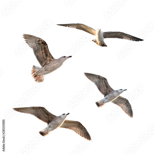 Flying Seagulls  isolated 
